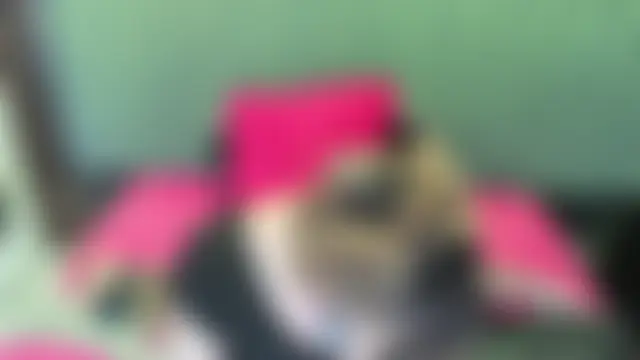 alaha_evans – Naživo chatovacia miestnosť