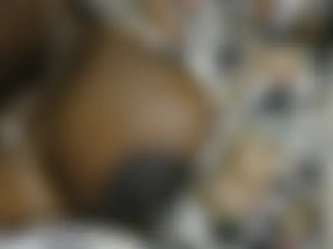 crazypervet লাইভ চ্যাট রুম