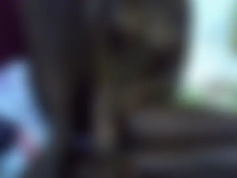 Lexieeluv чат на живо