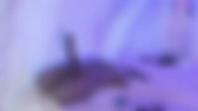 shaidyscott – Naživo chatovacia miestnosť