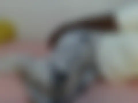 HOTMAYA254 라이브 XXX 채팅