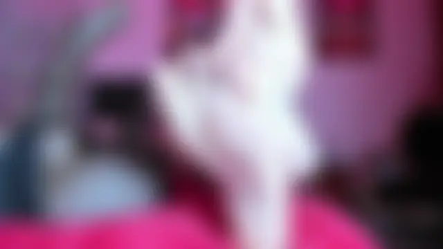 Chatroom en direct de Taraa_Fox