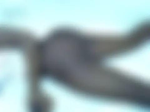 צ'אט XXX בשידור חי של Twerl