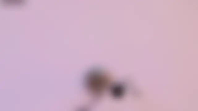Phòng Chat Trực Tiếp NikkiVelvets