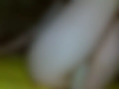 Živá chatovací místnost EmilyWillon