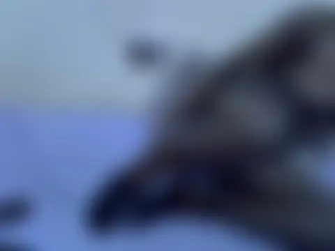 Rubbiey 실시간 채팅방