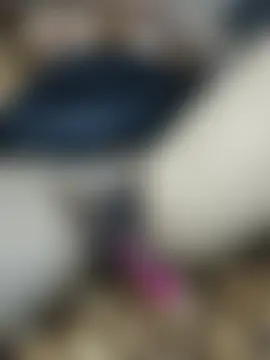 DesiDreams 실시간 채팅방