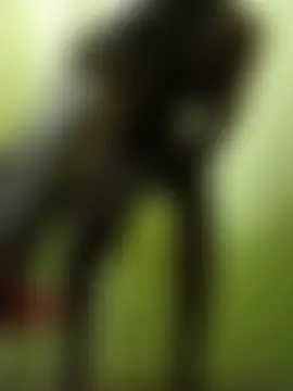 StrellaStarlingn Webbikameraesitys