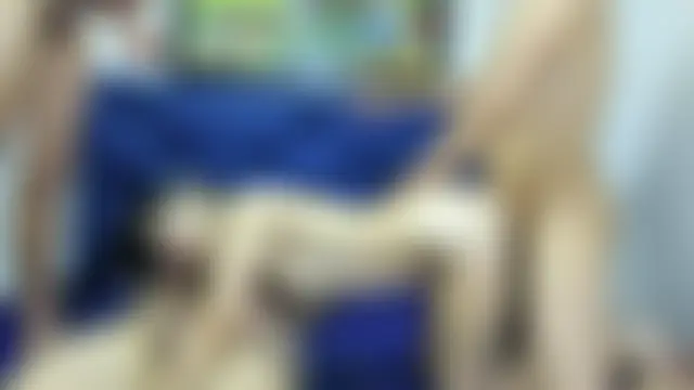 NebetHetthreeSex Pertunjukan Webcam