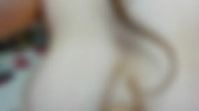 Pertunjukan Kamera Web BritneyLix