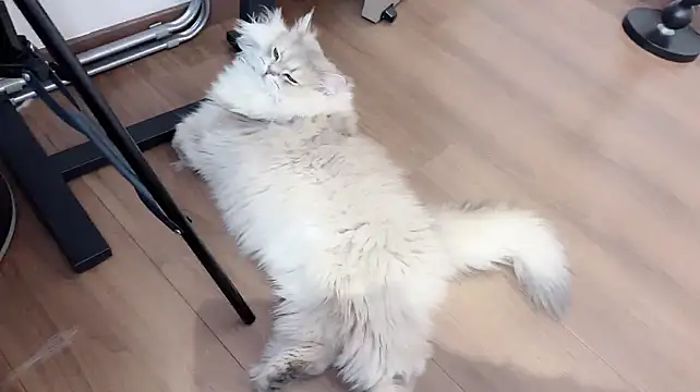 Czat XXX na żywo – babykitty-