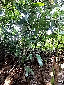 DulajThushara2468 – webcam-show