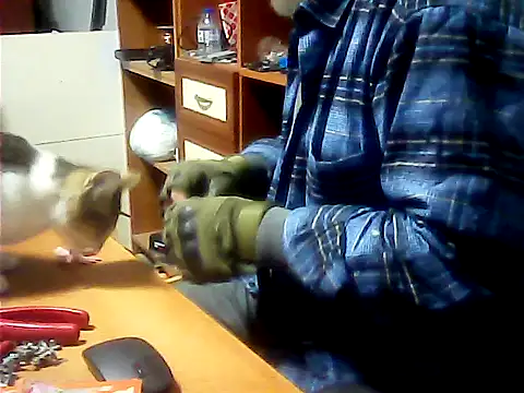zormen355 Pertunjukan Webcam