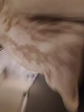 عرض كام Kurtsikici@xh