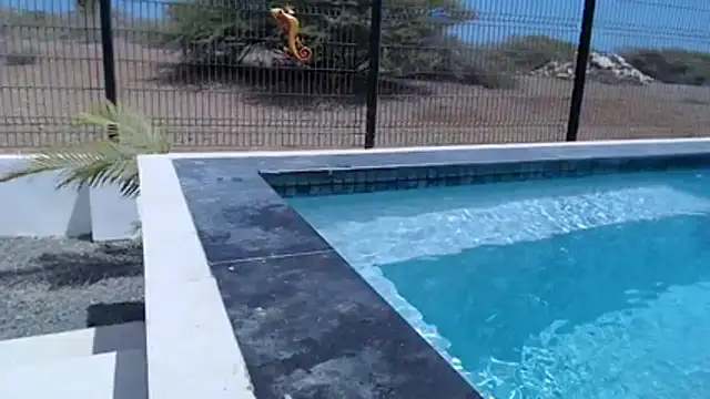 Wendysexyx Webcam show