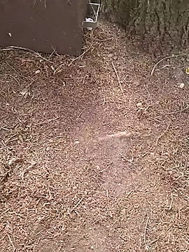 margotgra82 webcam show