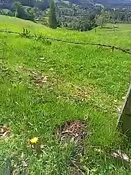 Cuervo_maniacon Webbikameraesitys