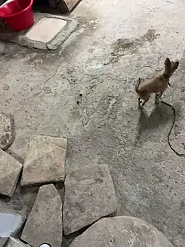 petan33のウェブカメラショー