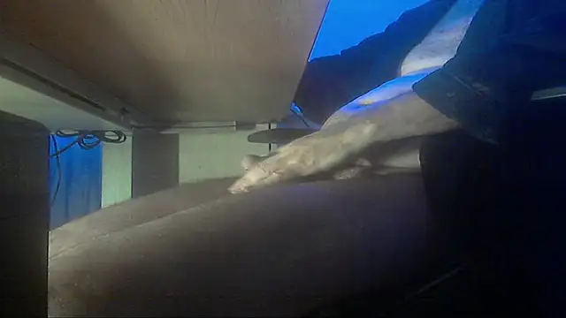 fanfancoquinFR Pertunjukan Webcam