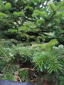 OdinWolf1990 ওয়েবক্যাম শো