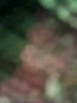 Desi_ladka_ webkamerás műsora