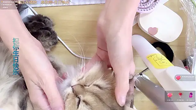 hi-AnAnのウェブカメラショー