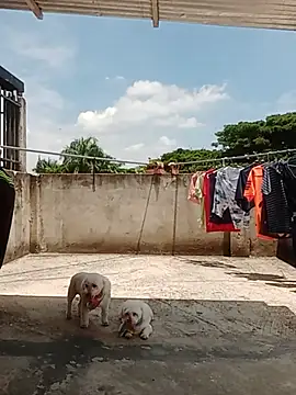 Show modela luchoarr na web-kameri