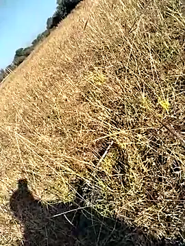 jellydicks' Webcam Show