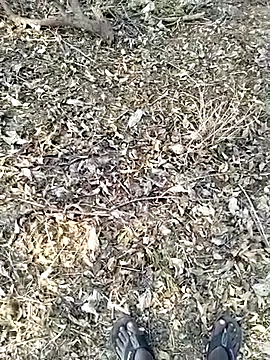 jellydicks Show in webcam