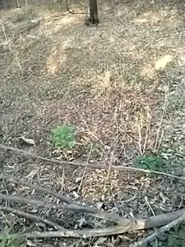 عرض كام jellydicks