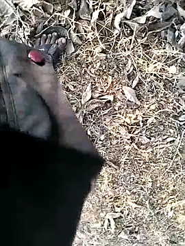 jellydicks Webcam-Show