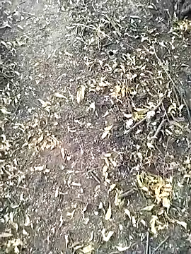 jellydicks webcam show