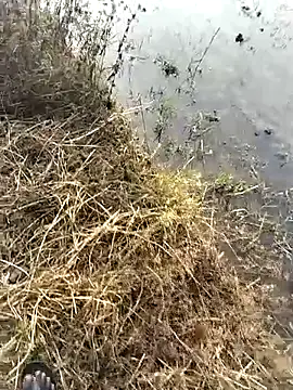 jellydicks ওয়েবক্যাম শো