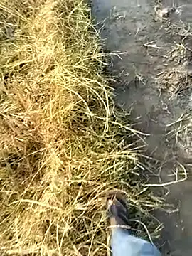 Show de webcam de jellydicks