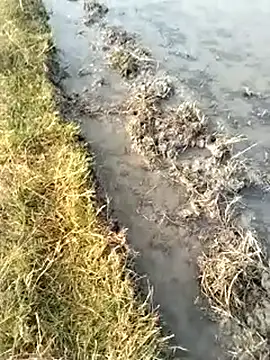 Webkamerová show jellydicks