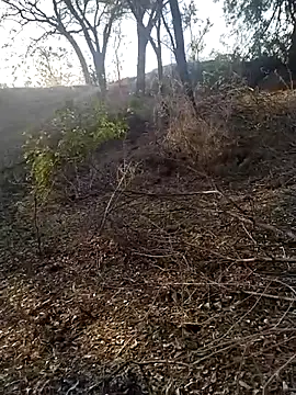 jellydicks 网络视讯表演