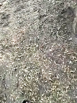 jellydicks' Webcam Show