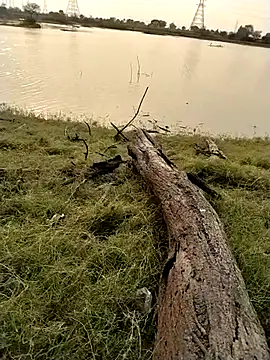 jellydicks Pertunjukan Webcam