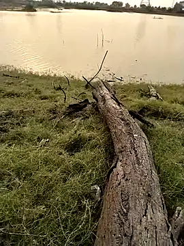 jellydicksのウェブカメラショー