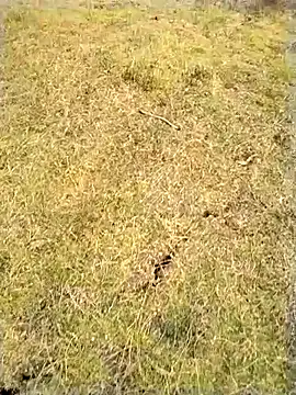 โชว์เว็บแคมของ jellydicks