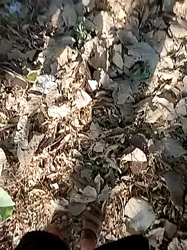 Forest_lover24のウェブカメラショー