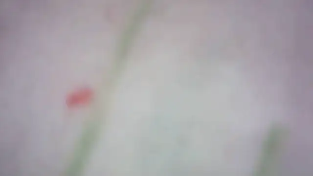 Fariana01 Live Chatrum