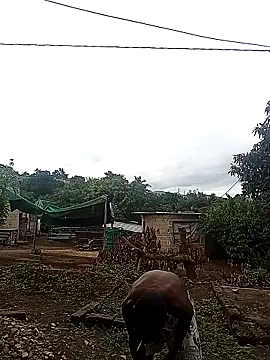 Вебкам-шоу lilpip