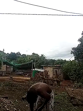 Pokazy przed kamerką – lilpip