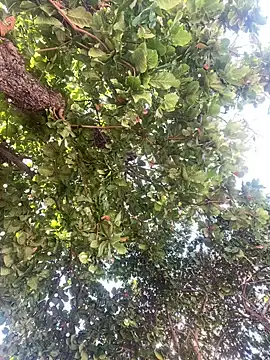 Lindp190194 Webcamshow