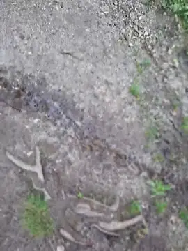 HornyTeacher1987 Webcam show