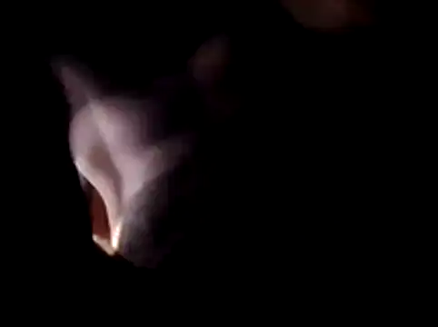 straightozgoesdwn Webcam show