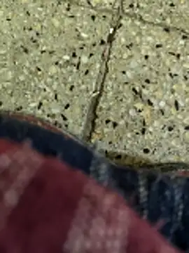 vichuhot 网络视讯表演