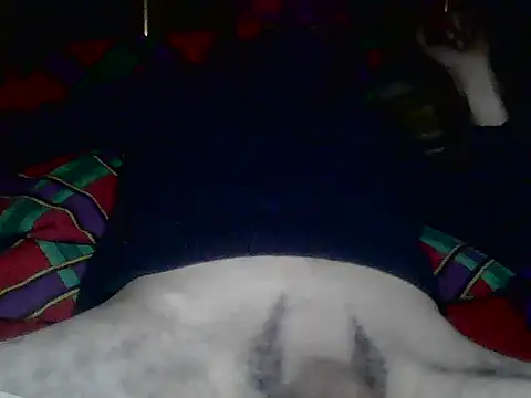PenerPanShibari Webcam-Show