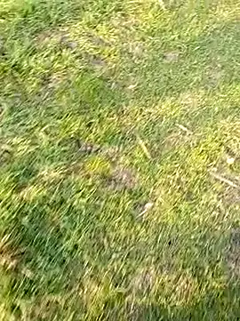 Pokazy przed kamerką – fickfreund019